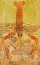 Shrimps